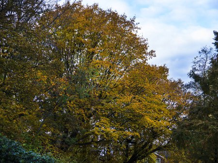 Photo for Autumn colours in a public park in Lancashire England - Royalty Free Image