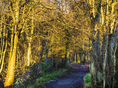 Photo for Path with the winter sun shining on the bare branches of shrubs edging the path - Royalty Free Image
