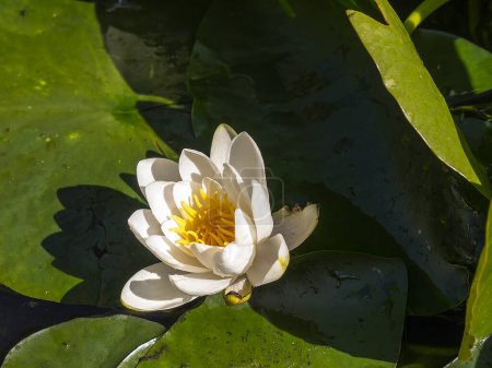 Photo for Waterlily in a small pond in my garden in Lancashire England.Its broad leaves protect little frogs from predators every year - Royalty Free Image