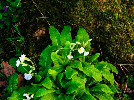 Wild primrose in a hedgerow in Burnley Lancashire England are the first flowers of the Springtime
