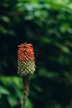 Photo for Kniphofia uvaria or Red Hot Poker. Kniphofia uvaria is also known as Tritoma, Torch Lily, or Red Hot Poker. The leaves are reminiscent of a lily, and the flower - Royalty Free Image