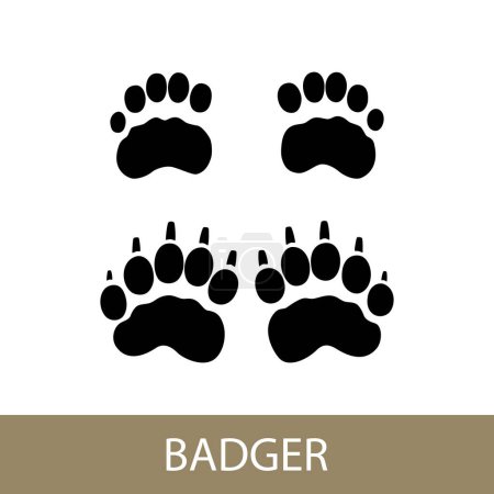 Trace of forest animal European badger, Eurasian badger footprint, vector illustration