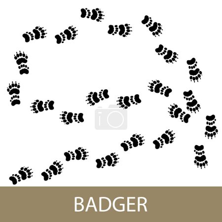 Téléchargez les illustrations : Trace de blaireau européen animal forestier, empreintes de blaireau eurasien, illustration vectorielle - en licence libre de droit