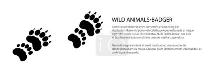 Téléchargez les illustrations : Bannière de piste de l'animal forestier, trace de blaireau européen animal, illustration vectorielle - en licence libre de droit