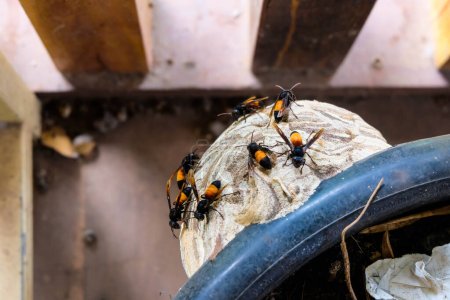 Photo for Wasps working on building their nest - Royalty Free Image