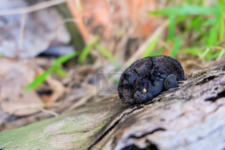 Téléchargez les photos : Champignon noir (amadou polypore) sur le tronc d'arbre séché - en image libre de droit