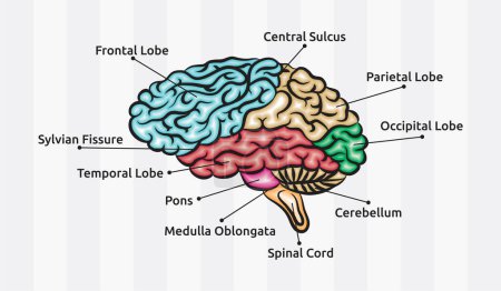 Illustration for Human brain anatomy vector design - Royalty Free Image