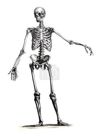 Foto de A graved illustration of skeleton from a vintage book Encyclopaedia Britannica by A. and C. Black, vol. 2, de 1875, Edinburg - Imagen libre de derechos
