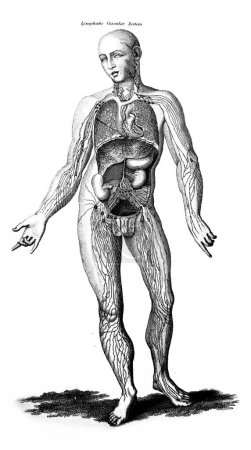 Téléchargez les photos : Illustration gravée du système lymphatique vasculaire humain d'après un livre vintage Encyclopaedia Britannica de A. et C. Black, vol. 2, de 1875, Xoburg - en image libre de droit
