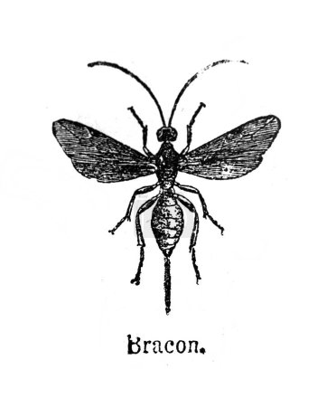Les Braconidae sont une famille de guêpes parasitoïdes dans l'ancien livre Encyklopedja, d'Olgerbrand, 1898, Warszawa.