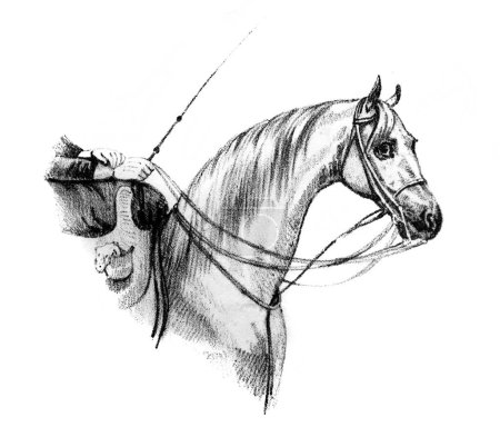 Foto de Cabeza de jinete y caballo en el viejo libro Equitation des Dames de Aubert, 1842, París - Imagen libre de derechos