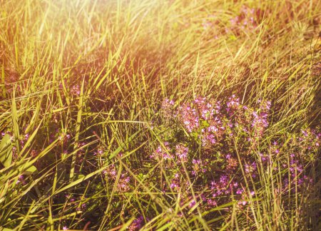 Photo for Thyme flowers on the meadow.Sunny day in autumn. High quality photo - Royalty Free Image