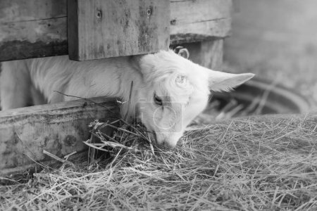 Foto de Cabra bebé en la granja. Primer plano. Foto de alta calidad - Imagen libre de derechos