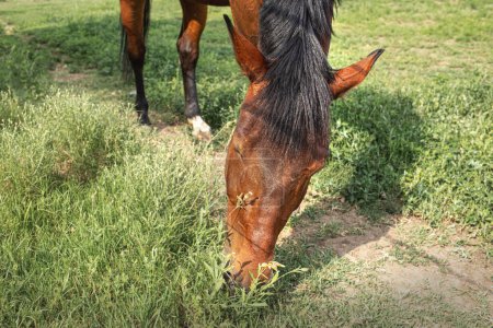 Téléchargez les photos : Pâturage à cheval à l'intérieur de l'enclos sur prairie herbeuse.École d'équitation. Photo de haute qualité - en image libre de droit