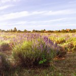 Lavender field at Tihany peninsula, Hungary. High quality photo
