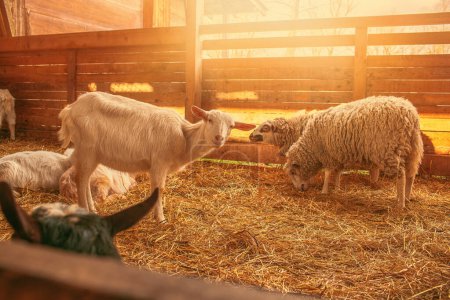 Ovejas y cabras en granja de animales durante la temporada de primavera. Foto de alta calidad