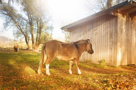 Une mule en enclos dans une ferme animalière. Photo de haute qualité