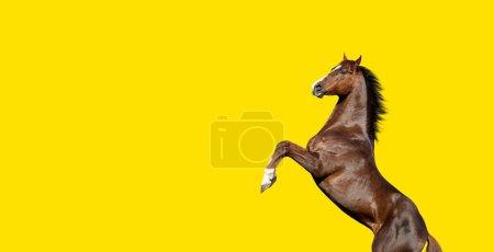 Foto de Crianza de caballos de la bahía pura inglesa, aislados sobre fondo amarillo - Imagen libre de derechos