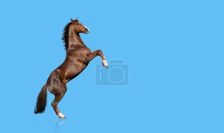 Foto de Crianza de caballos pura sangre inglesa, aislada sobre fondo azul - Imagen libre de derechos