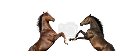 Foto de Dos caballos de pura raza ingleses, aislados sobre fondo blanco - Imagen libre de derechos
