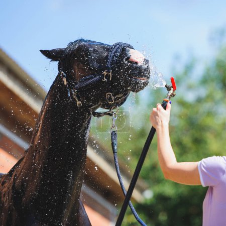 Foto de Retrato de caballo en spray de agua. Ducha de caballos en el establo - Imagen libre de derechos