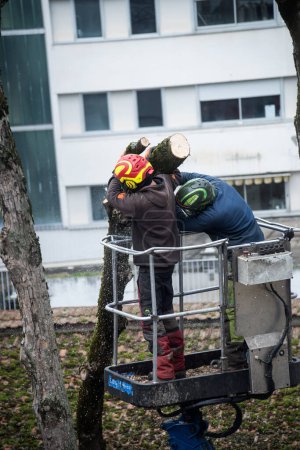 Foto de Mulhouse - France - 23 January 2023 - Portrait of workers cutting tree trunk in the street - Imagen libre de derechos