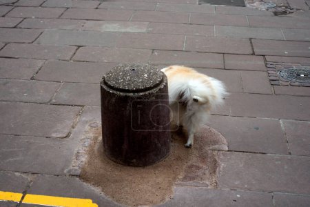 Foto de Retrato de perrito haciendo pis en la calle - Imagen libre de derechos