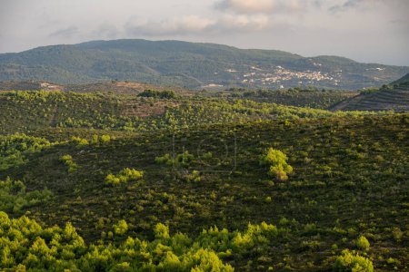 Coucher de soleil pins, oliveraies et vue sur la mer sur une île grecque.. Coucher de soleil méditerranéen du point de vue d'Agalas. Champs verts et forêt à Zakynthos, Grèce. 