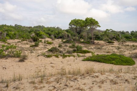 Laganas, Greece, Zante. Pine trees in the dunes of the island Zakynthos. 