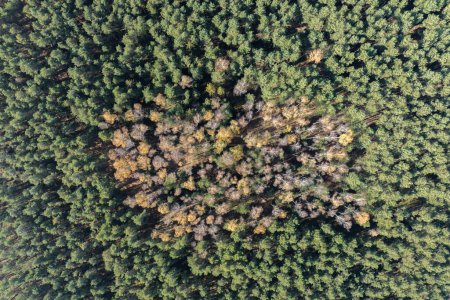 Bledowska Desert sand the largest area of quicksand in Poland.  Sand desert Located on the border of the Silesian Upland, Bledow, Klucze and village of Chechlo, large forest area aerial drone view