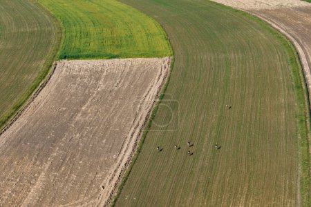 Téléchargez les photos : Cerfs marchant dans un champ à la campagne. Beau village avec maisons et champs en Pologne. Village au milieu du champ de la vue aérienne du drone. Village de Suloszowa dans le comté de Cracovie, Voïvodie de Petite-Pologne, Pologne. - en image libre de droit