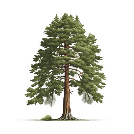 Ilustración de Árbol verde realista más alto del mundo secuoya sobre un fondo blanco - Ilustración vectorial - Imagen libre de derechos