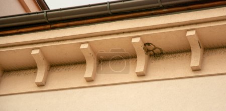 Foto de Espigas de control de aves, espigas anti-roosting, espigas de paloma o modificación del gallinero en la fachada de un edificio - Imagen libre de derechos