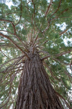 Foto de Árbol de Sequoias Gigantes (Sequoiadendron giganteum) o secuoyas de Sierran creciendo en el parque. - Imagen libre de derechos