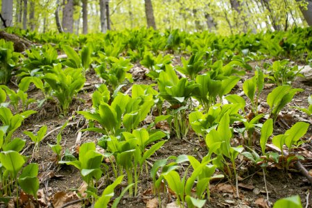 Photo for Wild garlic (Allium ursinum) green leaves in the beech forest. The plant is also known as ramsons, buckrams, broad-leaved garlic, wood garlic, bear leek or bear's garlic. - Royalty Free Image