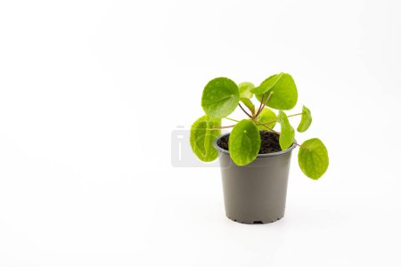 Pilea peperomioides, die chinesische Geldpflanze, UFO-Pflanze, Pfannkuchenpflanze oder Missionspflanze isoliert auf weißem Hintergrund.