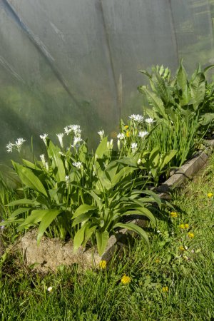 Photo for Flowering  wild garlic (Allium ursinum) in the garden. The plant is also known as ramsons, buckrams, broad-leaved garlic, wood garlic, bear leek or bear's garlic. - Royalty Free Image