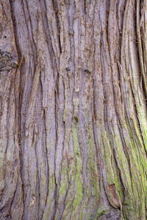 Trunk of Thuja plicata also known as western redcedar. Western arborvitae bark close up.