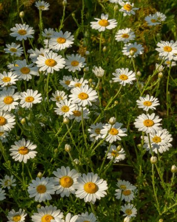 Photo for Chamomile flowers (Matricaria recutita) blooming on a meadow in the summer. Camomile heads in the field. Selective focus. - Royalty Free Image