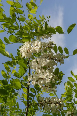 Téléchargez les photos : Le criquet noir fleurit au printemps. Robinia pseudoacacia fleurs blanches. - en image libre de droit