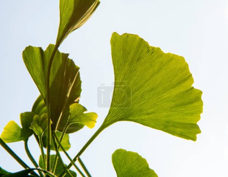 Grüne Blätter eines Ginkgo biloba Baumes im Frühling. Junghaarbaum.