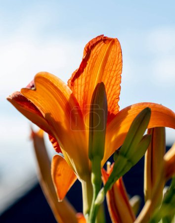 Téléchargez les photos : Hemerocallis fulva ou lys orange. Lys de maïs fleurissant dans le jardin. Ferme là. Détail. - en image libre de droit
