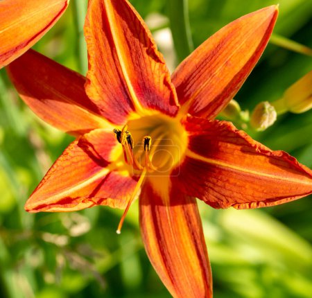 Téléchargez les photos : Hemerocallis fulva ou lys orange. Lys de maïs fleurissant dans le jardin. Ferme là. Détail. - en image libre de droit