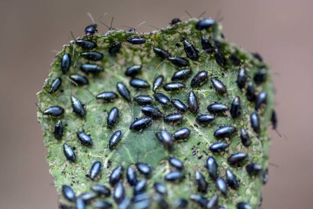 El nasturcio del jardín (Tropaeolum majus) infestado con escarabajo pulga de col (Phyllotreta cruciferae) o escarabajo pulga de crucífero.