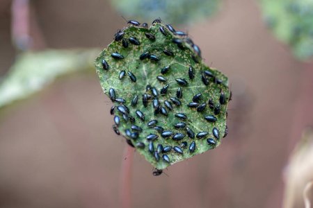 Foto de El nasturcio del jardín (Tropaeolum majus) infestado con escarabajo pulga de col (Phyllotreta cruciferae) o escarabajo pulga de crucífero. - Imagen libre de derechos