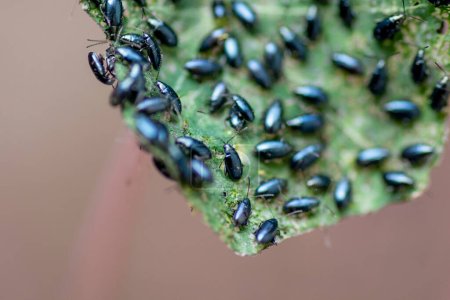 Photo for The garden nasturtium (Tropaeolum majus) infested with Cabbage flea beetle (Phyllotreta cruciferae) or crucifer flea beetle. - Royalty Free Image