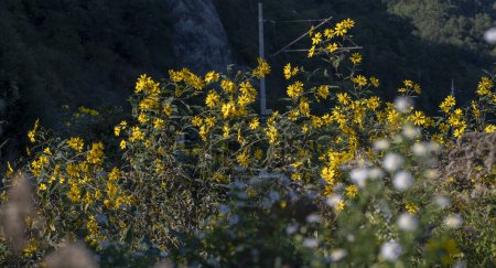 Foto de Flores amarillas de la alcachofa de Jerusalén (Helianthus tuberosus). Amortiguador, sunchoke, girasol silvestre, topinambur o manzana de tierra. - Imagen libre de derechos