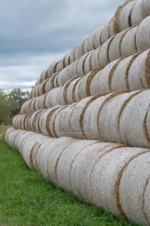 Photo for Stack of hay balls, haystack or  haycock on an agricultural field. Large rolls of straw on a farm. - Royalty Free Image
