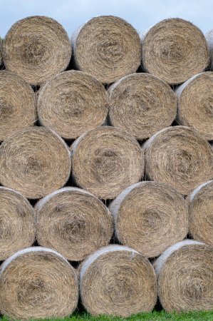 Photo for Stack of hay balls, haystack or  haycock on an agricultural field. Large rolls of straw on a farm. - Royalty Free Image
