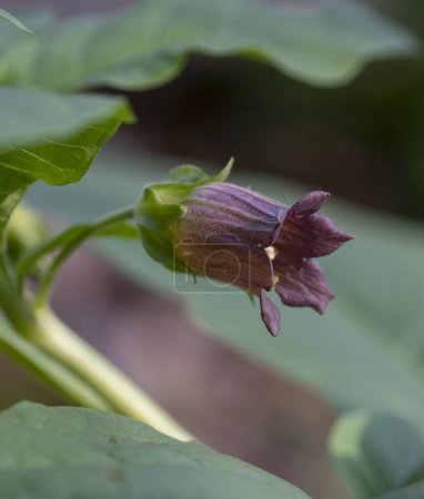 Flowers of Atropa belladonna, commonly known as belladonna or deadly nightshade.